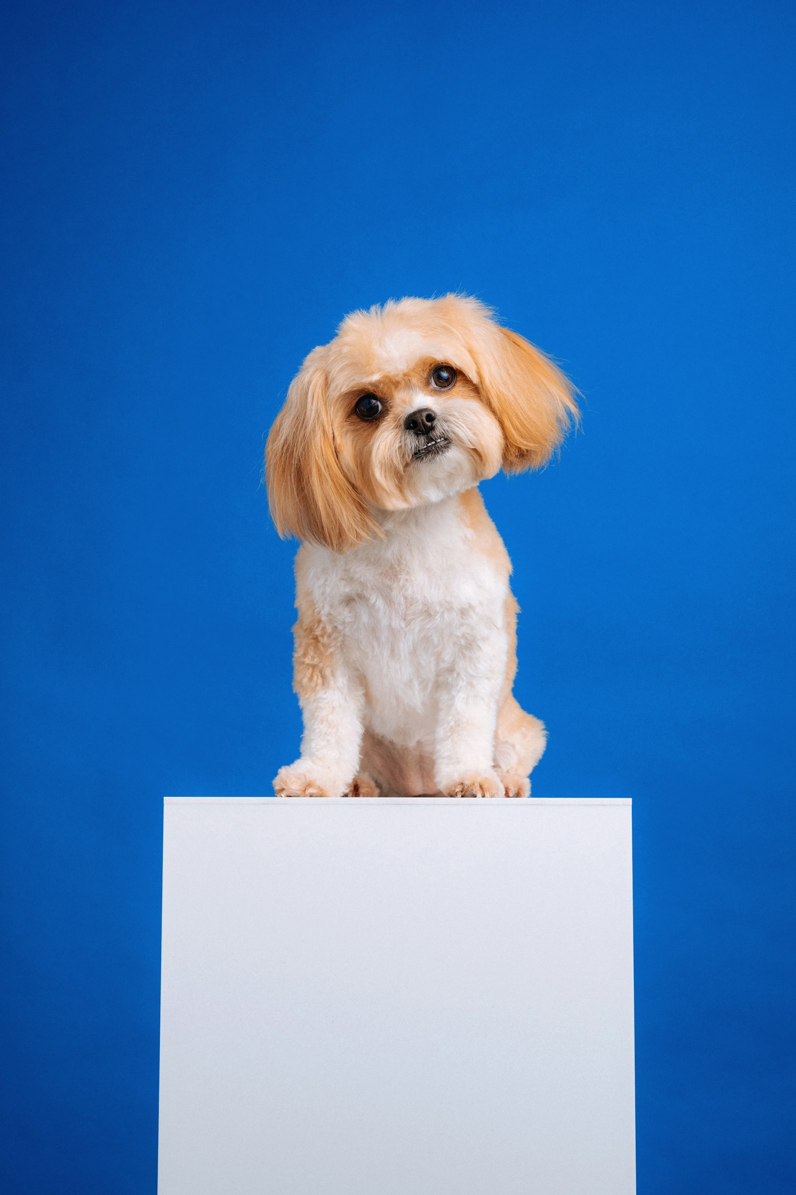 Cão pequeno de pelagem branca e caramelo após a tosa, em foto ilustrativa